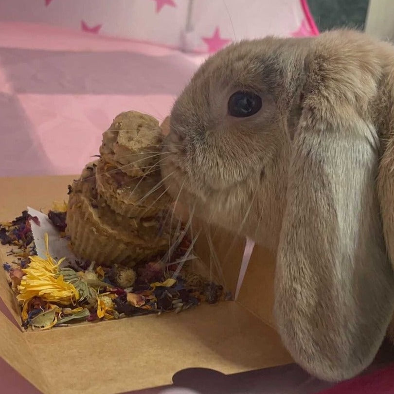 Bunny Cake